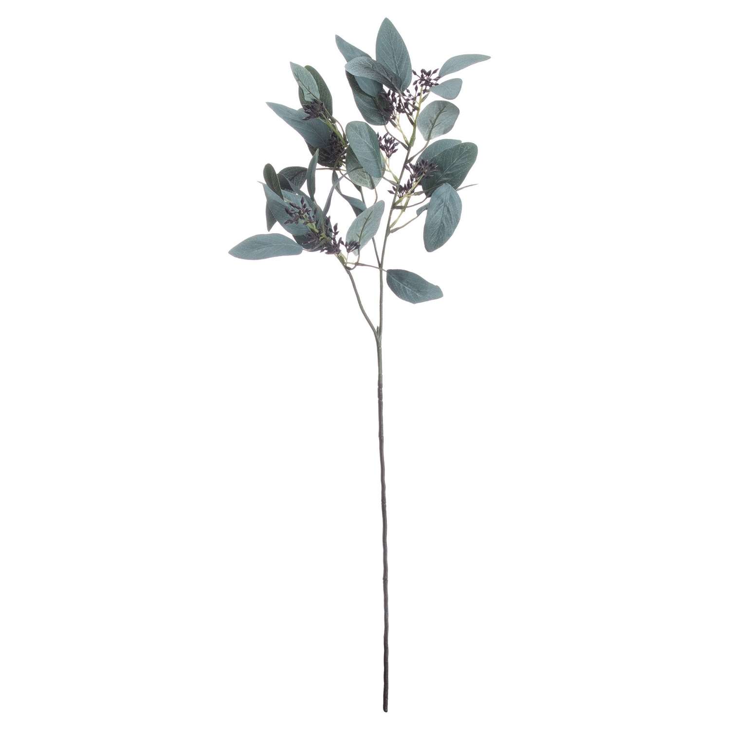 Eucalyptus Stem Ref 20493